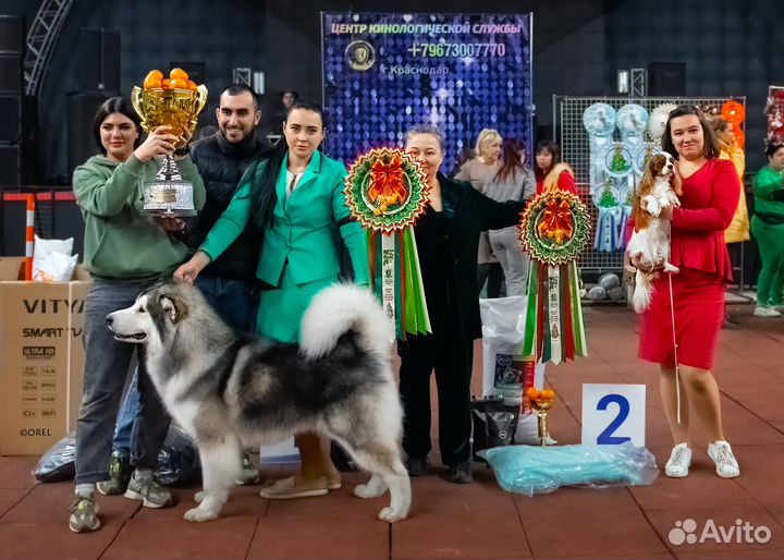 Хендлер Ростов на Дону