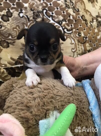 Продам щенков Чихуахуа