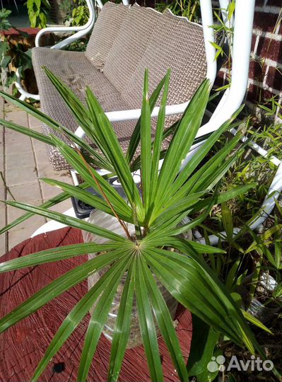 Пальма веерная. Плодовые и декоративные саженцы