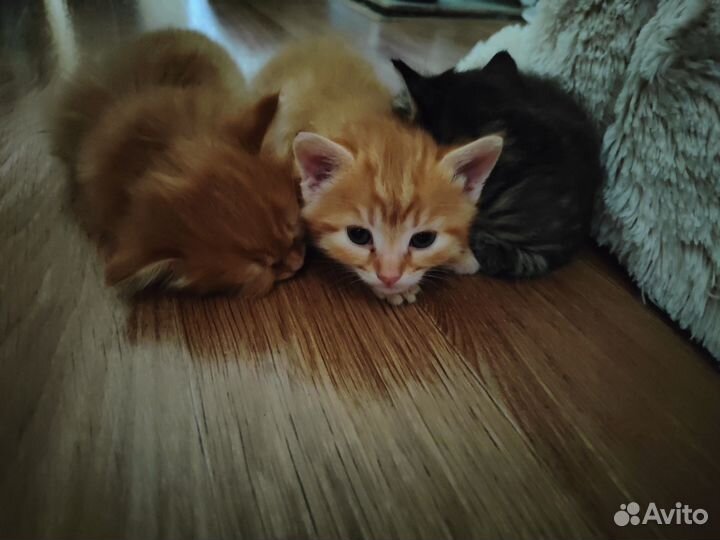 Кошка в дар