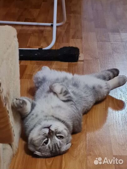 Шотландский вислоухий кот вязка