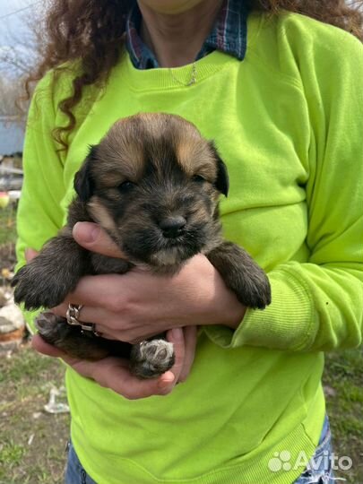 Отдам в добрые руки