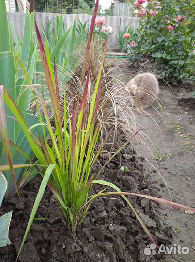 Многолетники в сад