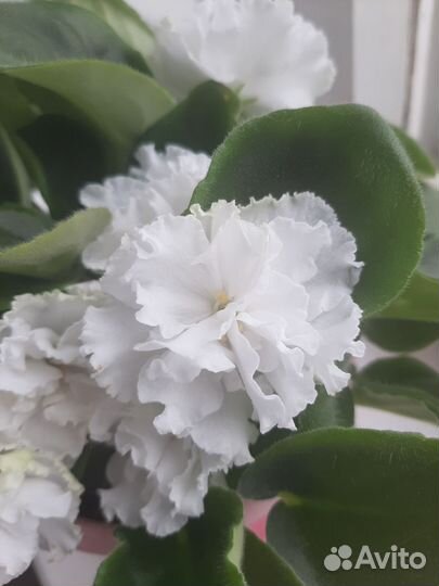 Фиалка букет невесты