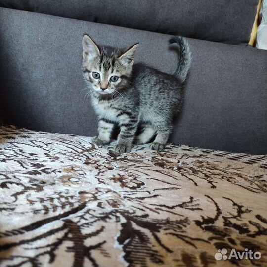 Британские котята