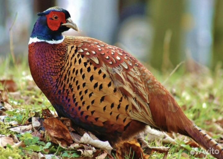 Домашнее мясо