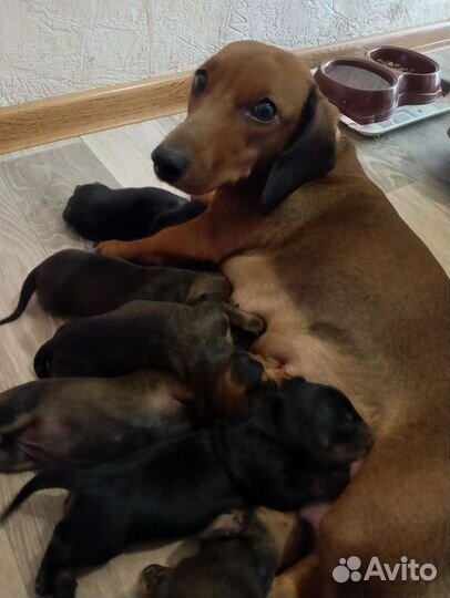 Карликовая такса