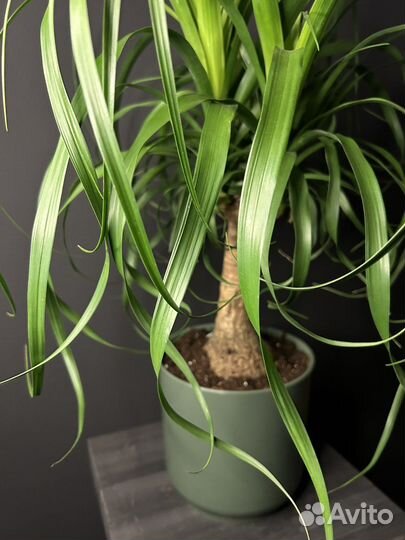 Бокарнея Нолина 55 см