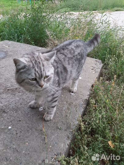 Британский кот
