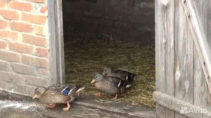 Утки подсадные для охоты