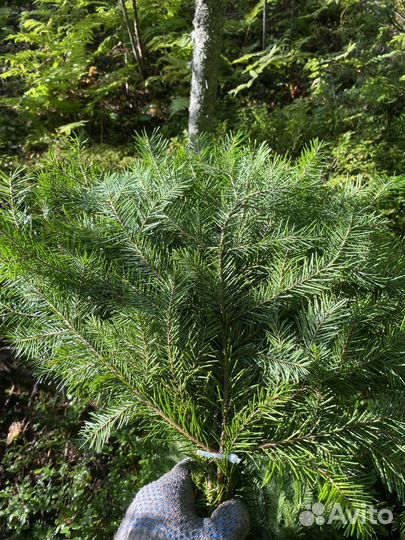 Веники для бани пихта