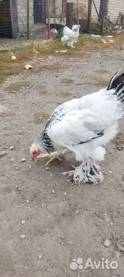 Молодые петушки Брама Светлая колумбийская