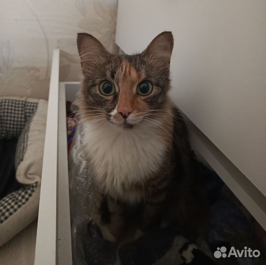 Кошка в добрые руки