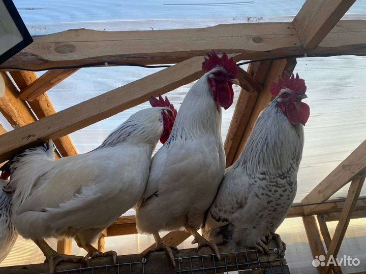 Петухи