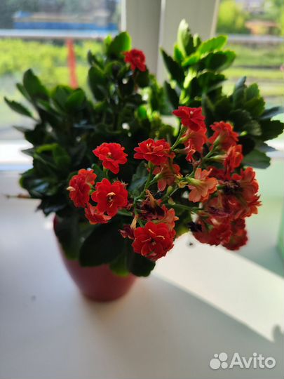 Каланхоэ 4 цвета махровые