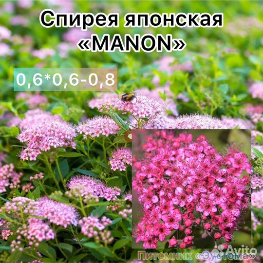 Спирея японская разные сорта