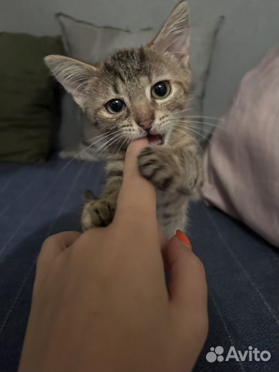 Отдаем котят в добрые руки