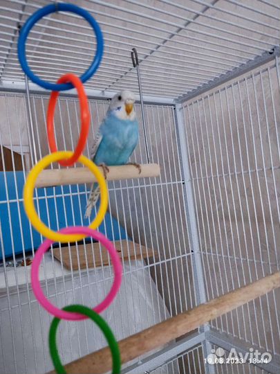 Волнистый попугай