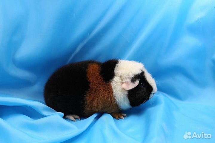 Морские свинки Американский Тедди