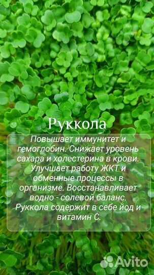 Микрозелень