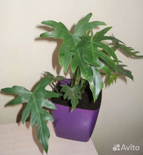 Филолендрон лучистый