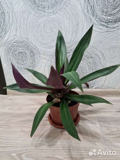 Традегсканция цветок