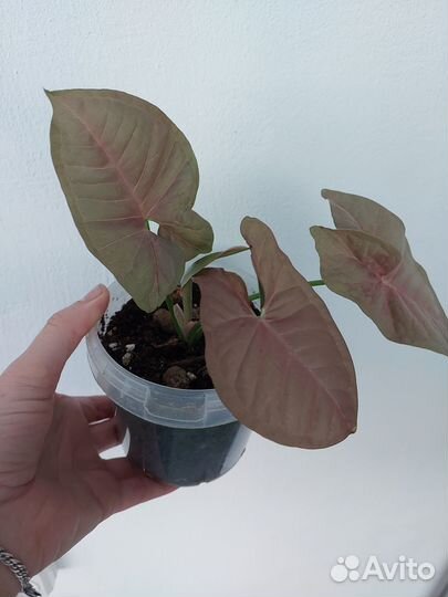 Сингониум Неон Пинк