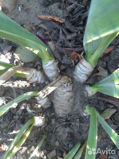 Ирисы бородатые