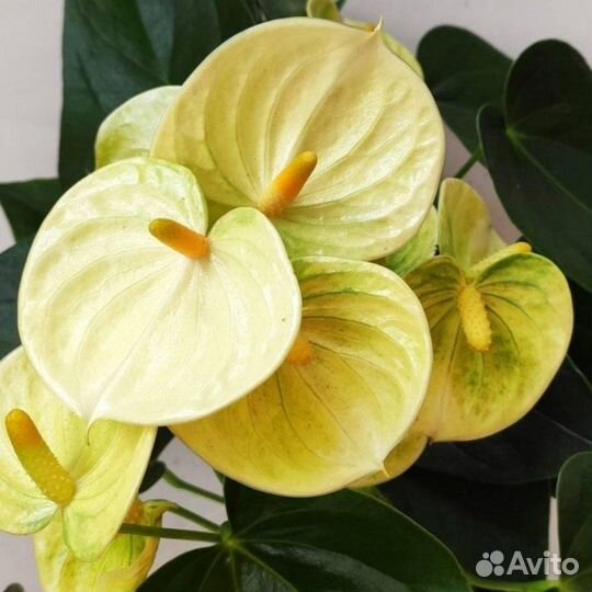 Антуриумы цветущие