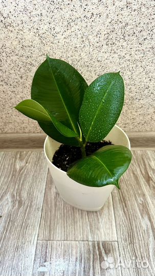 Фикус каучуконосный