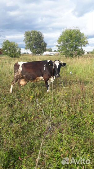 Корова дойная