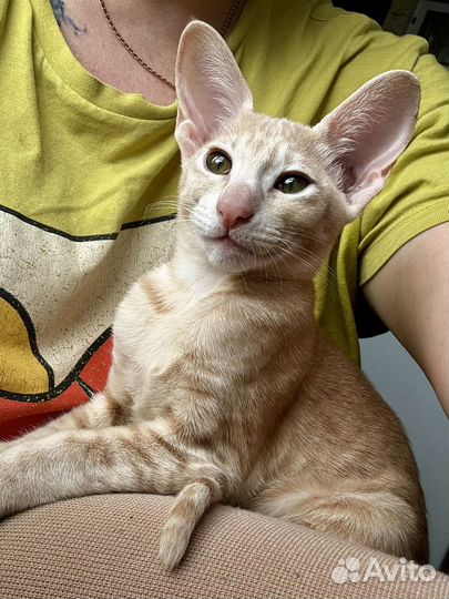 Ориентальные котята