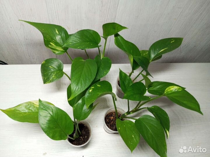 Эпипремнум, сциндапсус, филодендрон