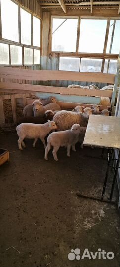 Ягнята, барашки