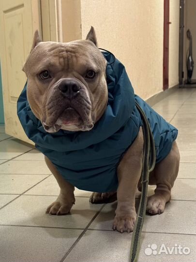 Жилетка для средней собаки