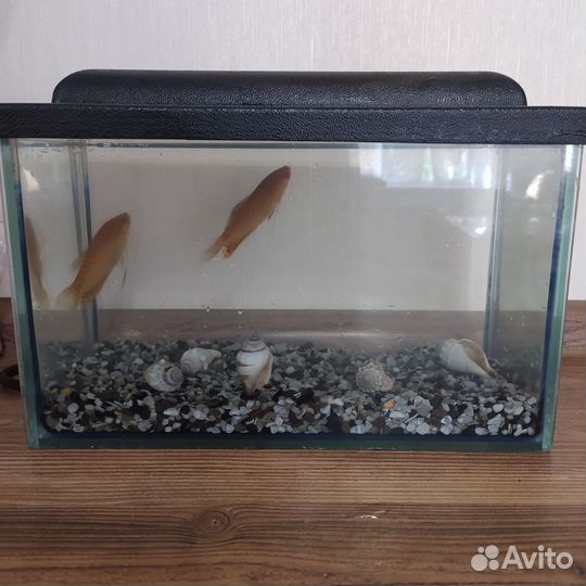 Аквариум