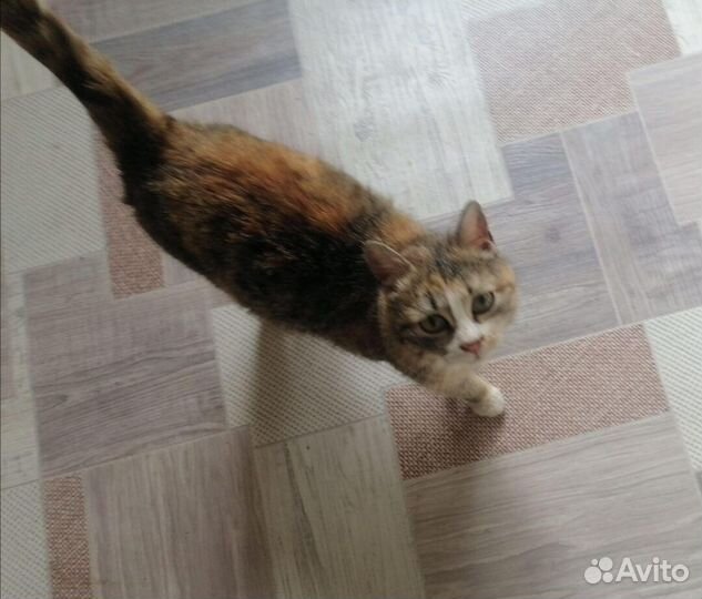 Возьмите кошку из приюта