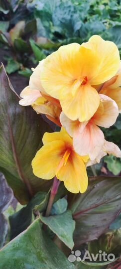 Канна 3 сортов