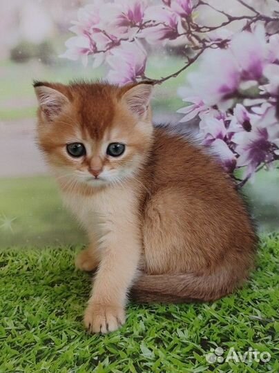 Котята золотого окраса