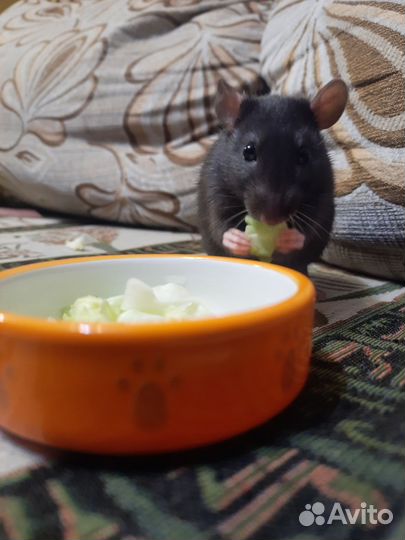 Крыса дамбо