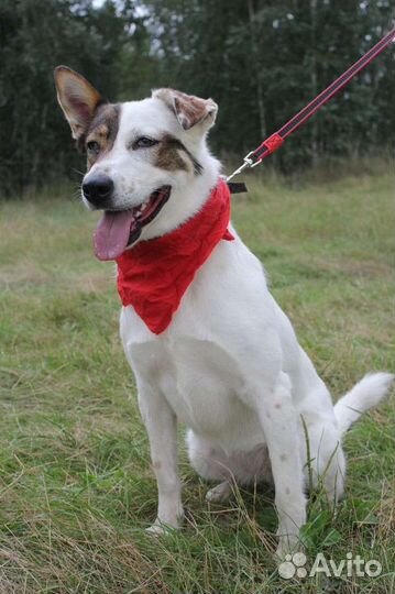 Собака в надёжные руки