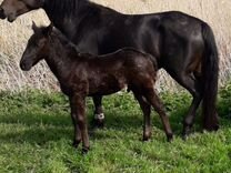 фото взлетной полосы сыктывкара. экипировка на лед надежды нашей сыктывкар. сыктывкарский аэропорт внутри зимой. картинки лед надежды нашей 2023. аэропорт сыктывкар взлетная полоса.