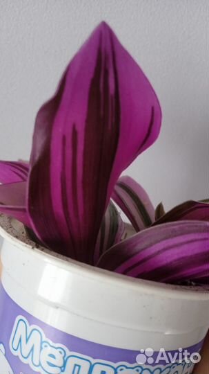 Традесканция Нанук