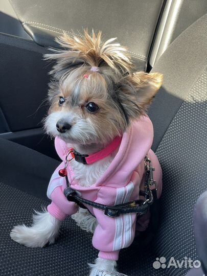 Девочка мини бивер ищет мальчика для вязки