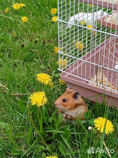 Серийские хомяки с клеткой
