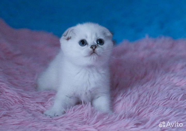 Голубоглазая шотландская вислоухая девочка