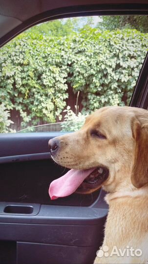 Лабрадор вязка