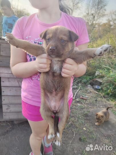 Собака в добрые руки щенок мальчик
