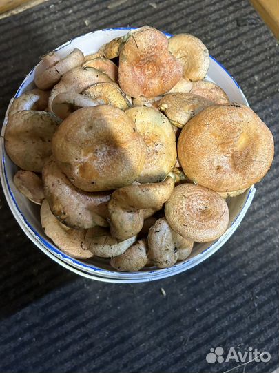 Грибы рыжики