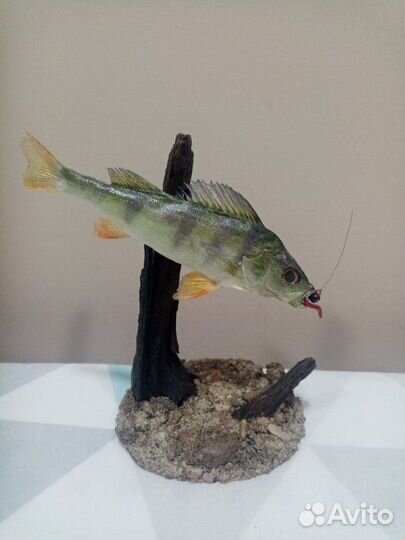 Изготовление чучел рыб